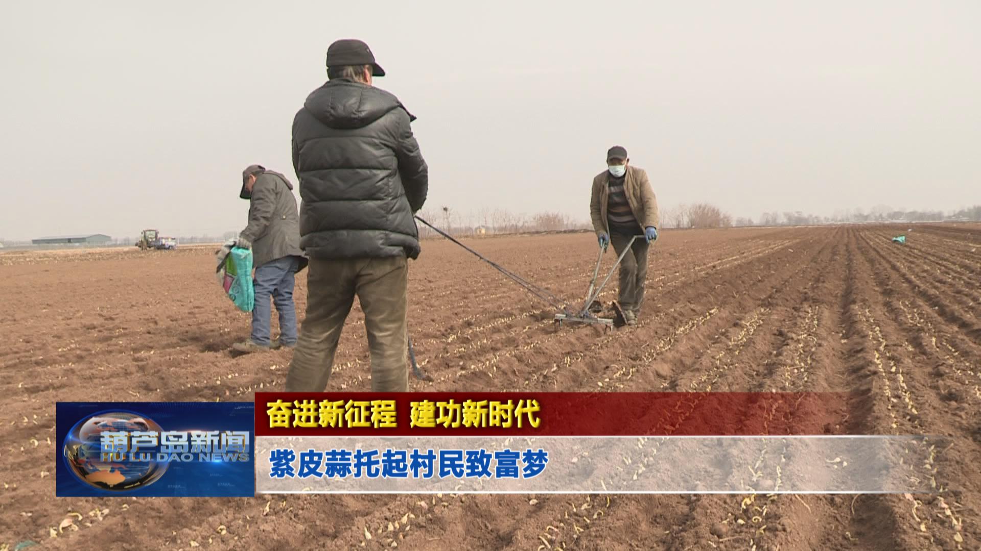 奮進新征程 建功新時代——紫皮蒜托起村民致富夢